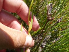 Aristea oligocephala