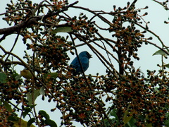 Tersina viridis