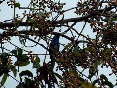 Tersina viridis
