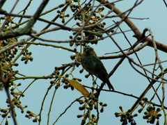 Tersina viridis