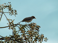 Turdus amaurochalinus