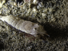 Philocheras sculptus