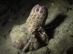 Calliactis parasitica