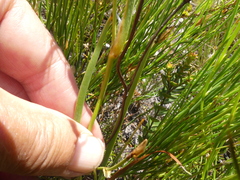Aristea oligocephala