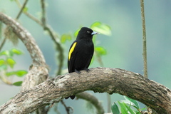 Cacicus chrysopterus