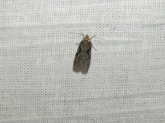 Semioscopis steinkellneriana