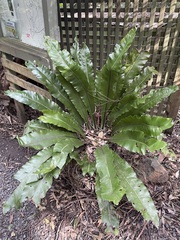Asplenium australasicum