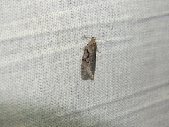 Semioscopis steinkellneriana