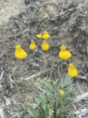 Calceolaria biflora