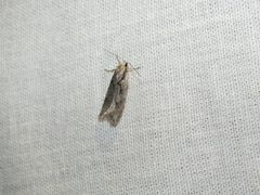 Semioscopis avellanella