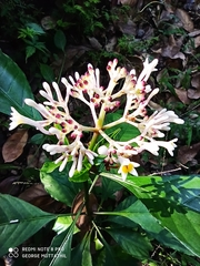 Chassalia curviflora