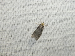 Semioscopis avellanella