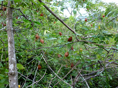 Cardiospermum corindum