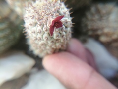 Ceropegia pedicellata image