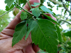 Cardiospermum corindum