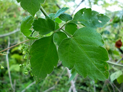 Cardiospermum corindum