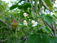 Cardiospermum corindum