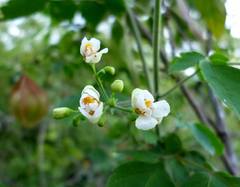 Cardiospermum corindum