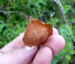 Cardiospermum corindum