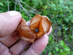 Cardiospermum corindum