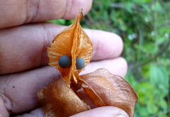 Cardiospermum corindum