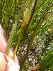 Aristea oligocephala
