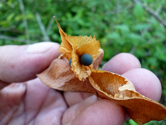 Cardiospermum corindum