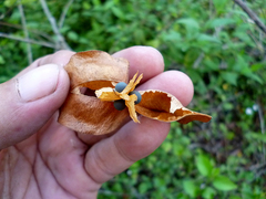 Cardiospermum corindum