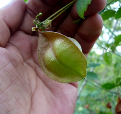 Cardiospermum corindum