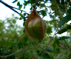 Cardiospermum corindum