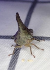 Glossonotus acuminatus