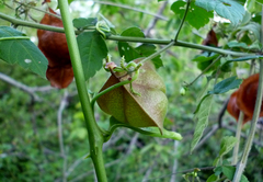 Cardiospermum corindum