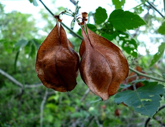 Cardiospermum corindum