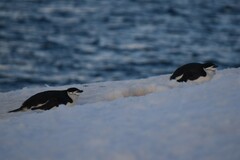 Pygoscelis antarcticus