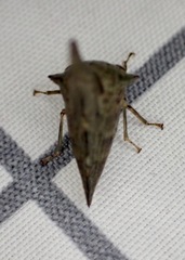 Glossonotus acuminatus