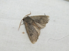 Orthosia populeti