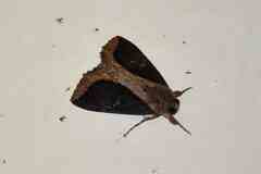 Ercheia cyllaria