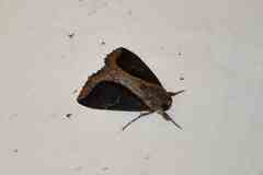 Ercheia cyllaria