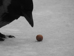Corvus cornix