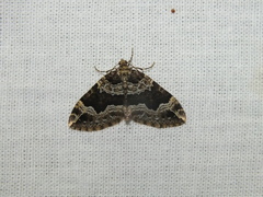 Lampropteryx suffumata