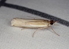 Crambus praefectellus
