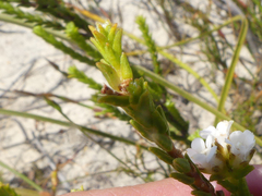 Euchaetis