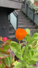 Calendula officinalis