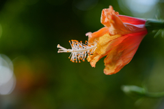 Hibiscus rosa-sinensis