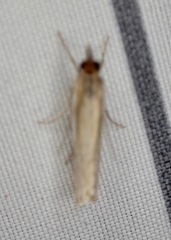 Crambus praefectellus