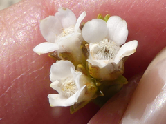 Euchaetis