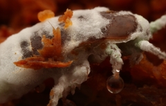 Beauveria bassiana
