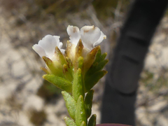 Euchaetis