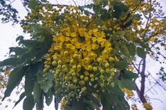 Cassia fistula