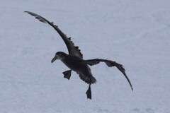 Macronectes giganteus